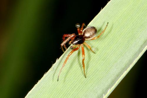Réf. 321 291 : Singa nitidula